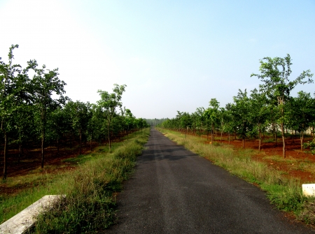 7) Plots at Very Low Budget In Tirupati.JPG